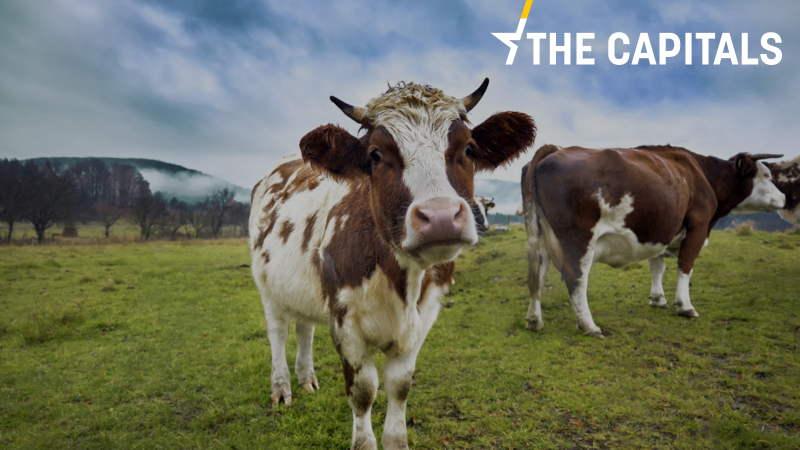 The Capitals: Británii hrozí embargo na vývoz potravin do Evropy. Musí dokázat, že plní unijní standardy