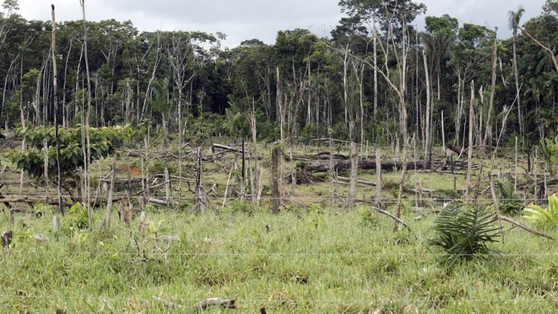 EU se shodla na omezení odlesňování