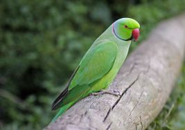 Ze zákazu invazních druhů musí existovat výjimky, tvrdí český europoslanec