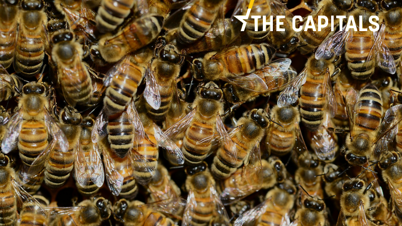 The Capitals: Chorvatsko vyhlásilo stav přírodní katastrofy. Uhynulo 50 milionů včel