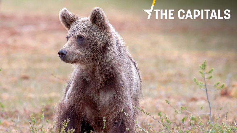 The Capitals: Slovensko chystá odstřel stovek medvědů. Komise zatím mlčí