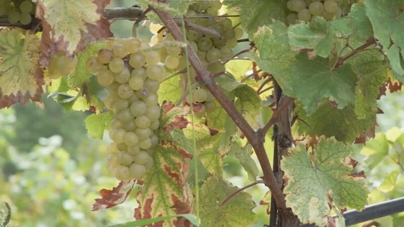 Staňte se součástí Konference o&nbsp;budoucnosti Evropy a&nbsp;připojte se k&nbsp;debatě o&nbsp;tom, jak by měla vypadat podpora zemědělců