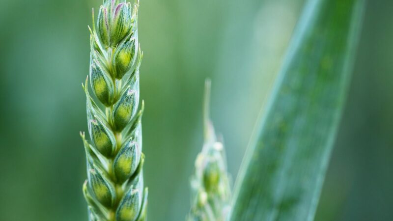 Reforma společné zemědělské politiky EU dostává nové obrysy. Řeší jí i&nbsp;europoslanci