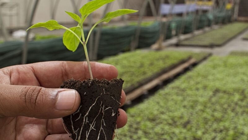 Počet mladých farmářů v&nbsp;Evropě klesá, Unie je chce podpořit