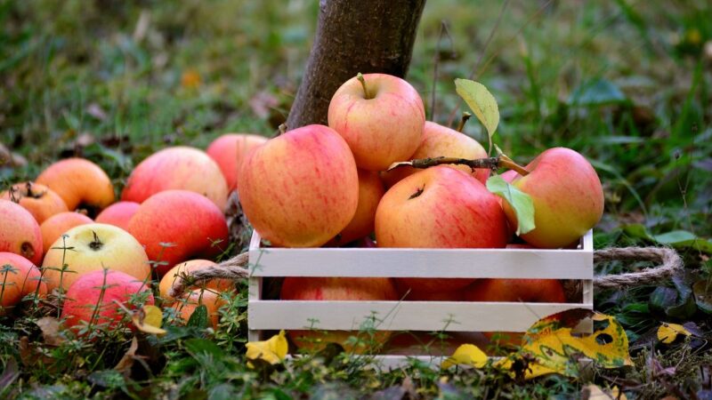 Dotace jsou pro velké farmy. Inovaci jsem si zařídil sám, říká ovocnář z&nbsp;Ostroměře