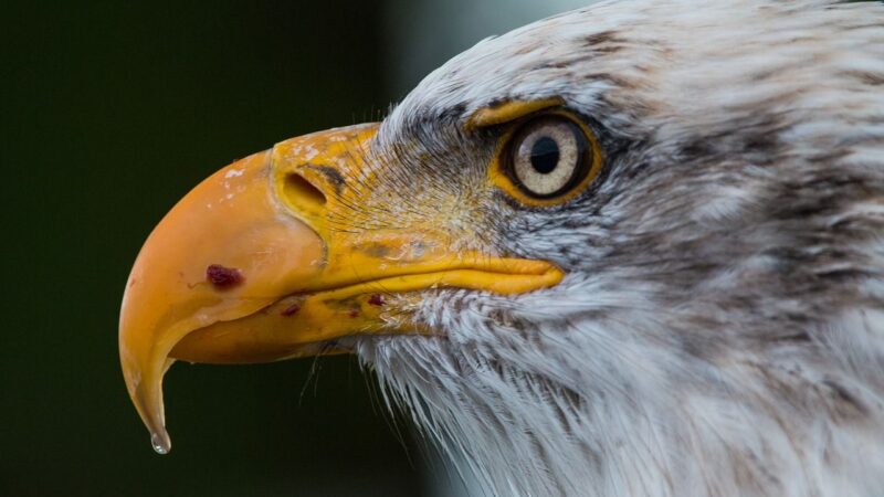 Vztahy Evropské unie a&nbsp;Spojených států amerických