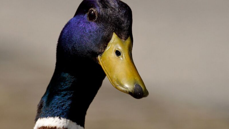 #jasnovEU – díl 14: Pozor, vyletí kachna!