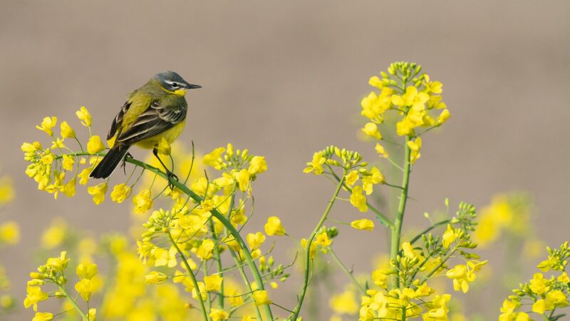 Intenzivní zemědělství ohrožuje ptáky i&nbsp;hmyz. Z&nbsp;krajiny mizí i&nbsp;dříve běžné druhy