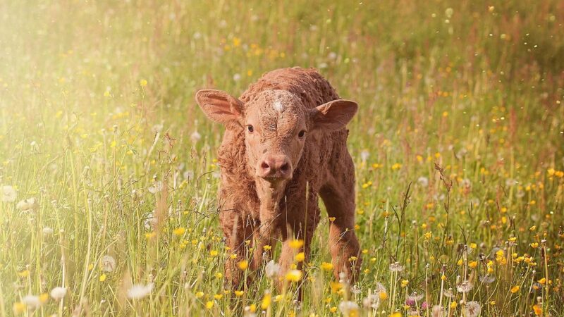 Společná zemědělská politika: Od semínek až ke sklizni po roce 2020