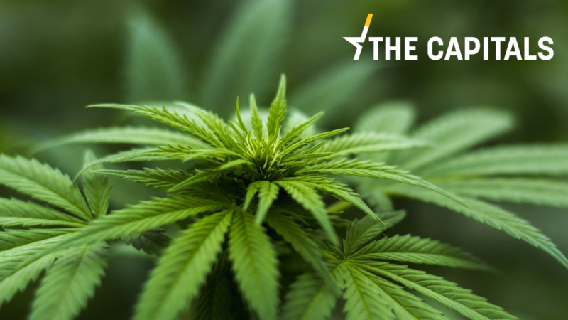 The Capitals: Německý ministr zdravotnictví bojuje za legalizaci konopí