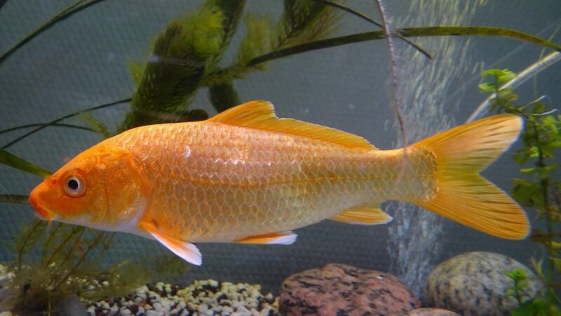 Čeští a&nbsp;rakouští experti pomáhají zemědělcům na obou stranách hranice – například s&nbsp;chovem ryb