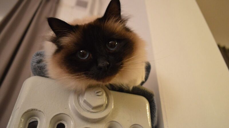 Infografika: Zvyšování energetické účinnosti v&nbsp;EU