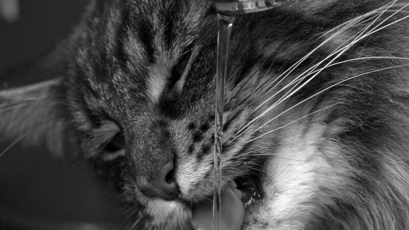 Kohoutkovka: už za ni kope i&nbsp;Evropská komise