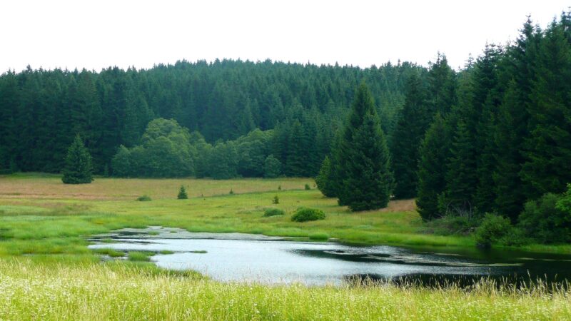 Český les bojuje s&nbsp;klimatickou krizí. Češi ho mohou chránit ve spolupráci s&nbsp;Němci, peníze poskytne EU