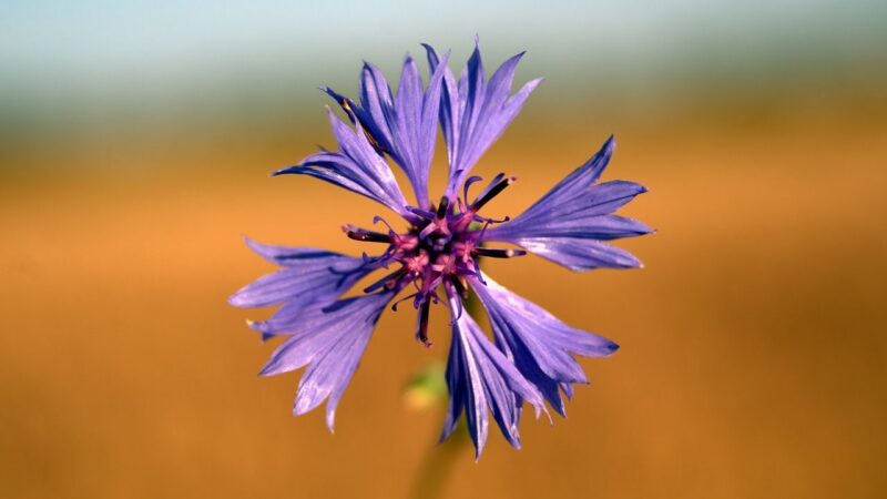 Jaderné elektrárny bych z&nbsp;mapy nemazal, ale budoucnost energetiky je jinde, říká „soběstačný starosta“