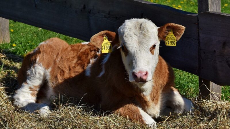 Klecové chovy by měly v&nbsp;EU skončit do roku 2027. Europoslanci podpořili občanskou iniciativu