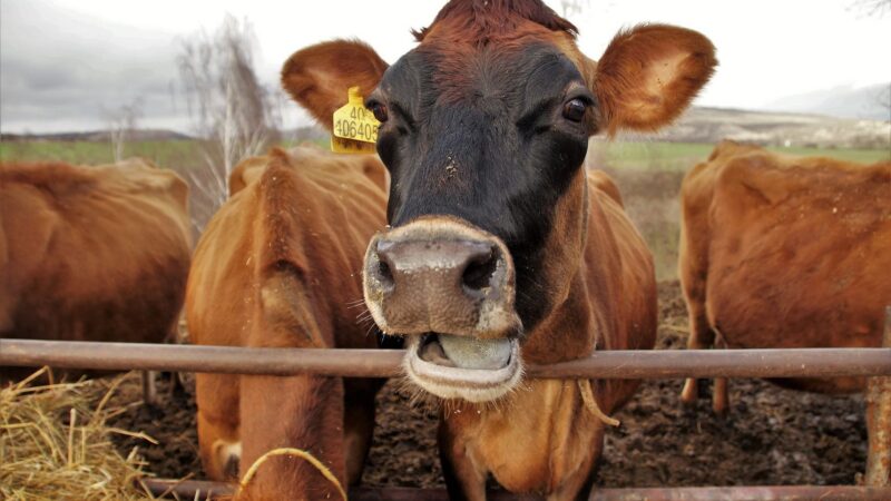 Závadné polské hovězí se dostalo i&nbsp;do Česka. Probíhají kontroly i&nbsp;unijní inspekce