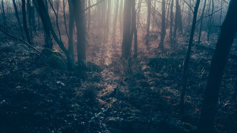 Kácení polského pralesa porušuje unijní ochranu životního prostředí, rozhodl dnes Soudní dvůr EU