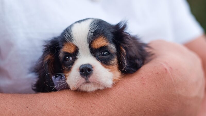 Spor o&nbsp;čipování psů a&nbsp;koček v&nbsp;EU. Zpráva české europoslankyně čelí kritice ochránců