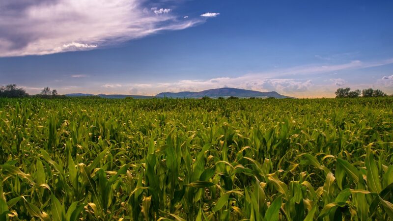 Česko-rakouské pomezí řeší dopady klimatických změn. Sucha a&nbsp;vedra trápí lidi na obou stranách hranic