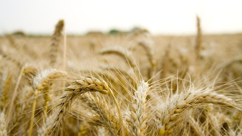 Rodinní farmáři vyzvou příští vládu, aby podpořila novou evropskou zemědělskou politiku