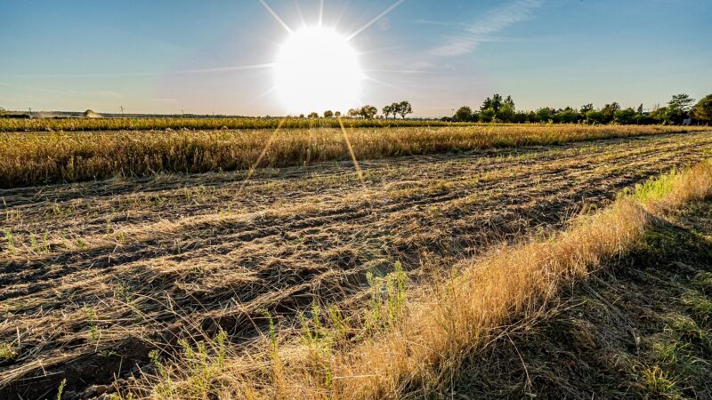 Vlny veder u&nbsp;nás způsobují více úmrtí než dopravní nehody, říká rakouský expert na klima