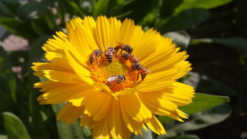 EU zakáže pesticidy nebezpečné pro včely. Česko nesouhlasí, obává se ztráty cukrové řepy