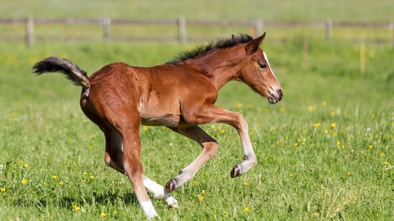 #jasnovEU – díl 18: Nechtějme dotace, chtějme zdravou krajinu