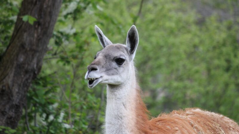 Farmář z&nbsp;Kutnohorska chová lamy i&nbsp;vzácné jeleny. Do zemědělské krajiny chce více stromů