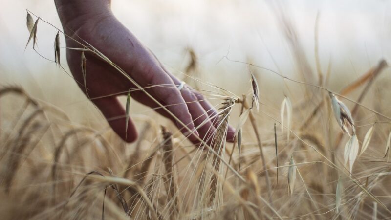 Další změna zemědělské politiky? Komise chce zrušit povinnost kontrol skrze fotografie s&nbsp;údaji o&nbsp;poloze