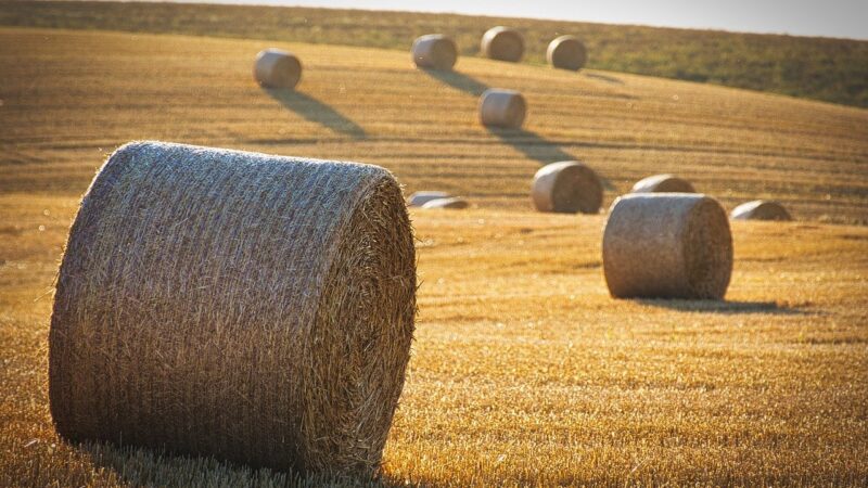 Agrárníci z&nbsp;Visegrádu volají po finanční podpoře z&nbsp;EU i&nbsp;změnách v&nbsp;Zelené dohodě