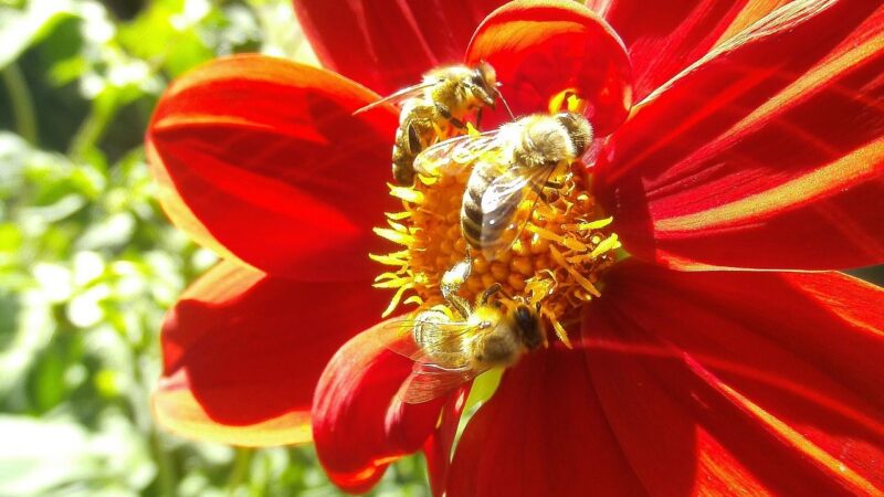 Sčítání hmyzu. Unie chce mít přehled o&nbsp;počtech včel, motýlů a&nbsp;dalších opylovačů