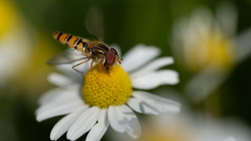 EU Nature Restoration Law: opatrná výhra pro přírodu