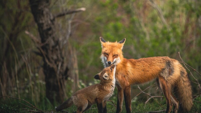 Česko vzorem pro EU. Evropané tlačí zákaz kožešinových farem, Brusel musí jednat
