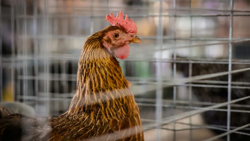 Česká kuřata v&nbsp;hledáčku eurovoleb. O&nbsp;ochranu zvířat se přou už i&nbsp;europoslanci