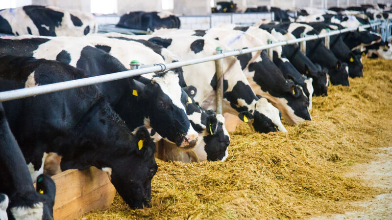 Textující krávy a&nbsp;dojící roboti. Zemědělství prochází digitální revolucí