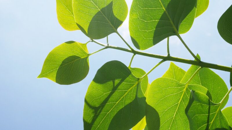 Česká skepse vůči Green Dealu roste, ukazuje průzkum