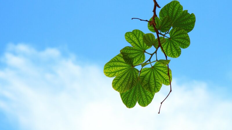 Se změnami klimatu se musí bojovat „zespoda“. Co je to Pakt starostů a&nbsp;primátorů?