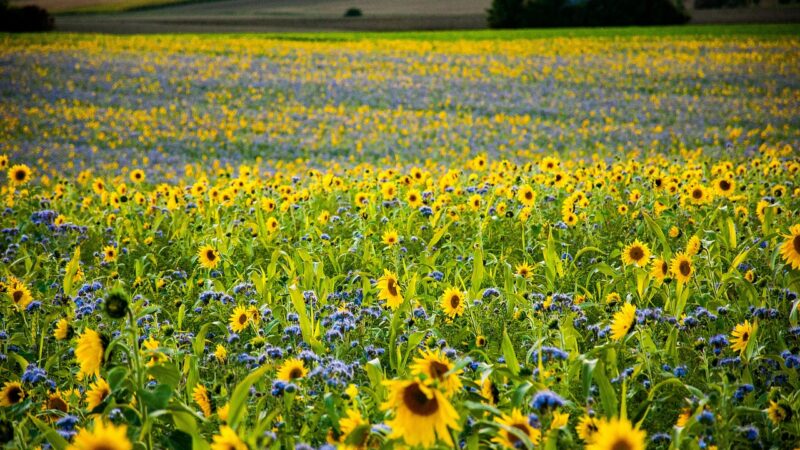 Zemědělci plnící přísné ekologické postupy mohli získat prémiovou dotaci. Žádost podalo jen 50 z&nbsp;nich
