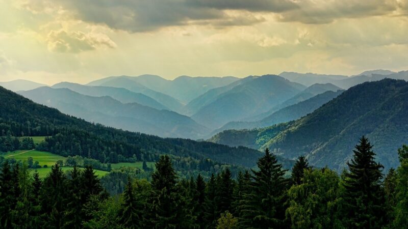 Lesy pomohou s&nbsp;dosažením klimatické neutrality. EU ladí opatření, jak je zachránit