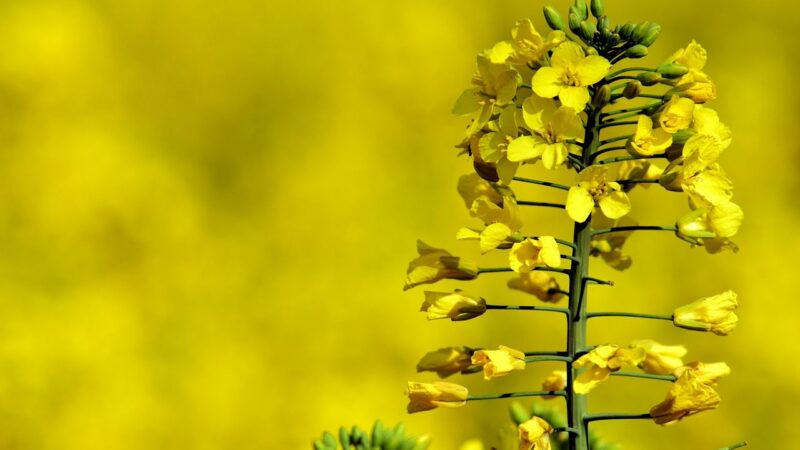 Má EU omezit dotace pro velké zemědělské podniky? Politické strany se neshodnou