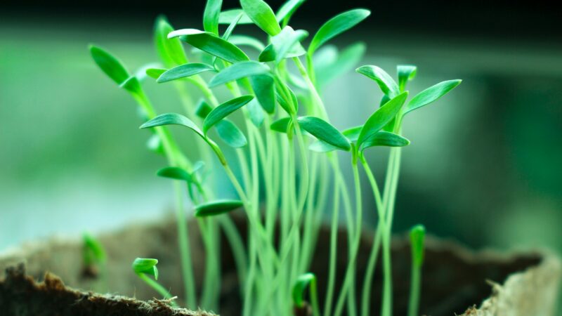 Ostrava testuje nový způsob jak zlepšit kvalitu ovzduší. Hlavní roli hrají stromy a&nbsp;inovace