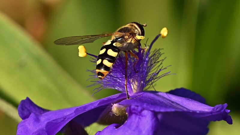 Zachraňme opylovače, jinak nebudeme mít dost potravin, varuje EU spolu s&nbsp;ochránci přírody