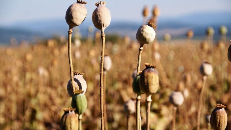 Český mák má šanci získat evropské chráněné označení. Usiluje o&nbsp;něj i&nbsp;česnek a&nbsp;řepkový olej