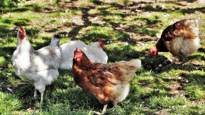 ČR potřebuje více ekologických zemědělců. Řadě farmářů se ale do nálepky „bio“ nechce