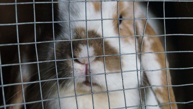 Česko zaostává ve zlepšování klecových chovů. Alternativy už přitom existují