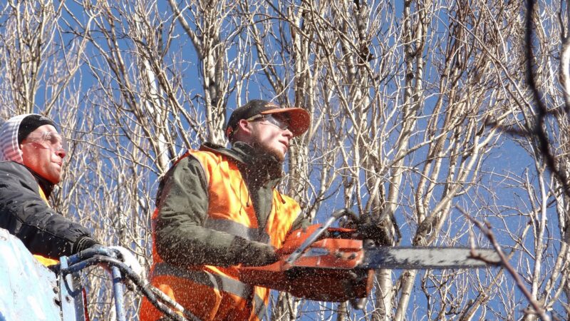 Nezávazné stanovisko Soudu EU: kácení polského pralesa porušuje evropské právo