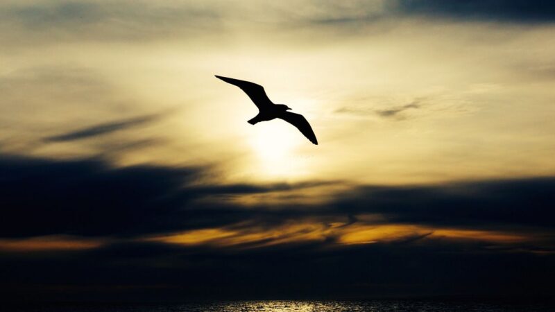 EU v&nbsp;roce 2019: Rozmach bruselské zahraniční politiky