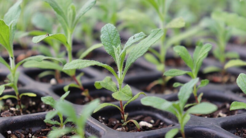 Země EU se nemohou dohodnout na povolení nových genomických technik v&nbsp;zemědělství