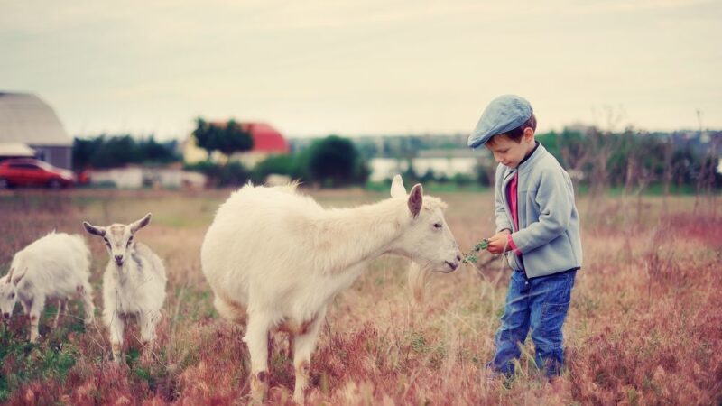 Agroturistika se těší čím dál větší oblibě. Lidé mají zájem zejména o&nbsp;práci se zvířaty